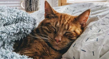 Gatos; dormir; sueño. Foto: Unsplash.