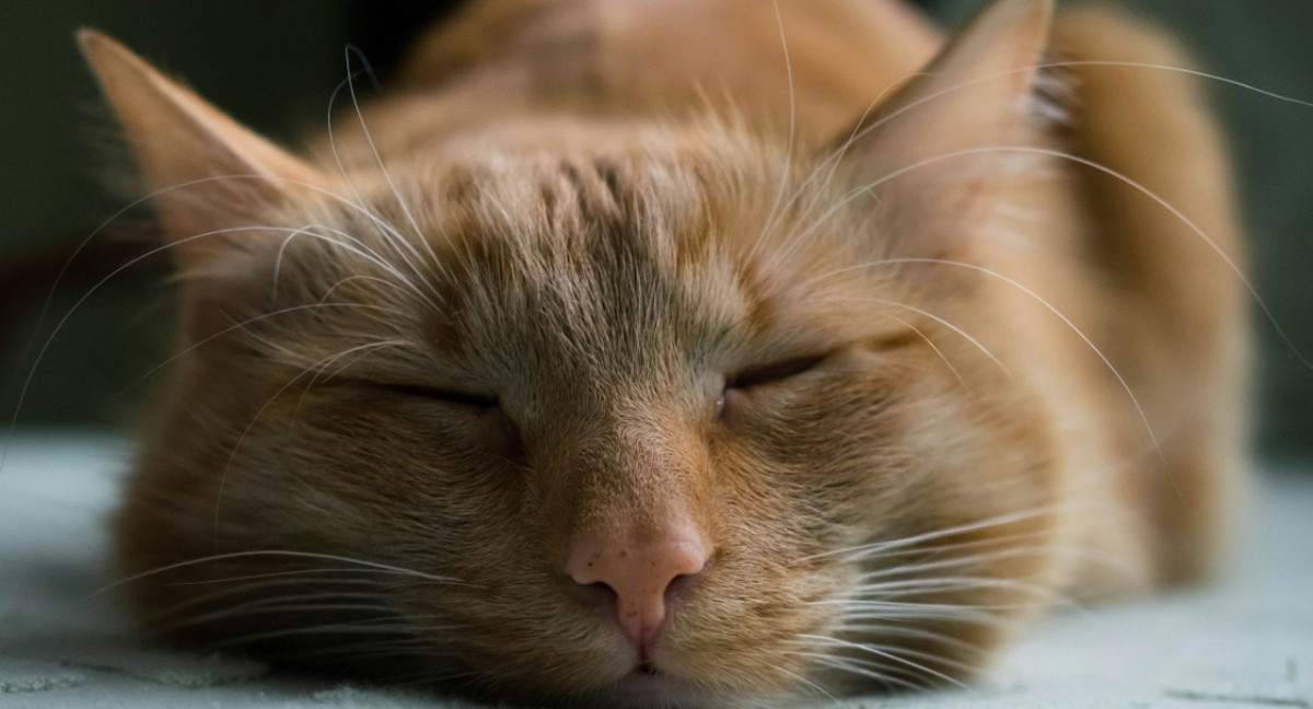 Gatos; dormir; sueño. Foto: Unsplash.