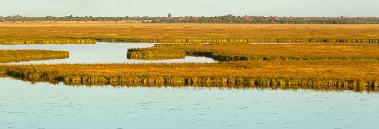 Esteros del Iberá. Fuente: Esteros del Ibera oficial