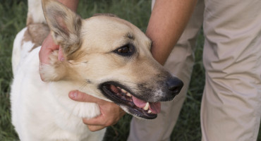 Perro, mascota. Foto: Unsplash.