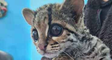 felino margay rescatado en Perú. Fuente: EFE