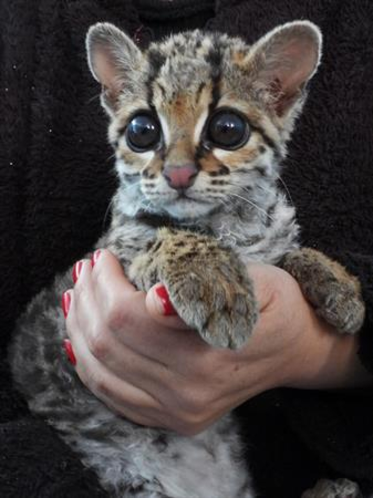 felino margay rescatado en Perú. Fuente: EFE