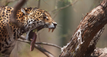 Yaguares en Bolivia. Foto: EFE.