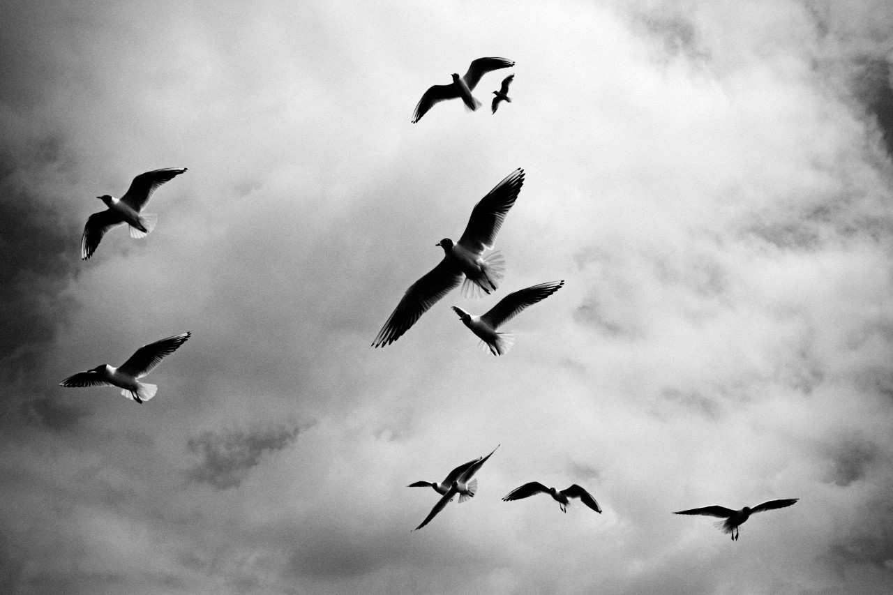 Avistaje de aves. Foto: Unsplash.