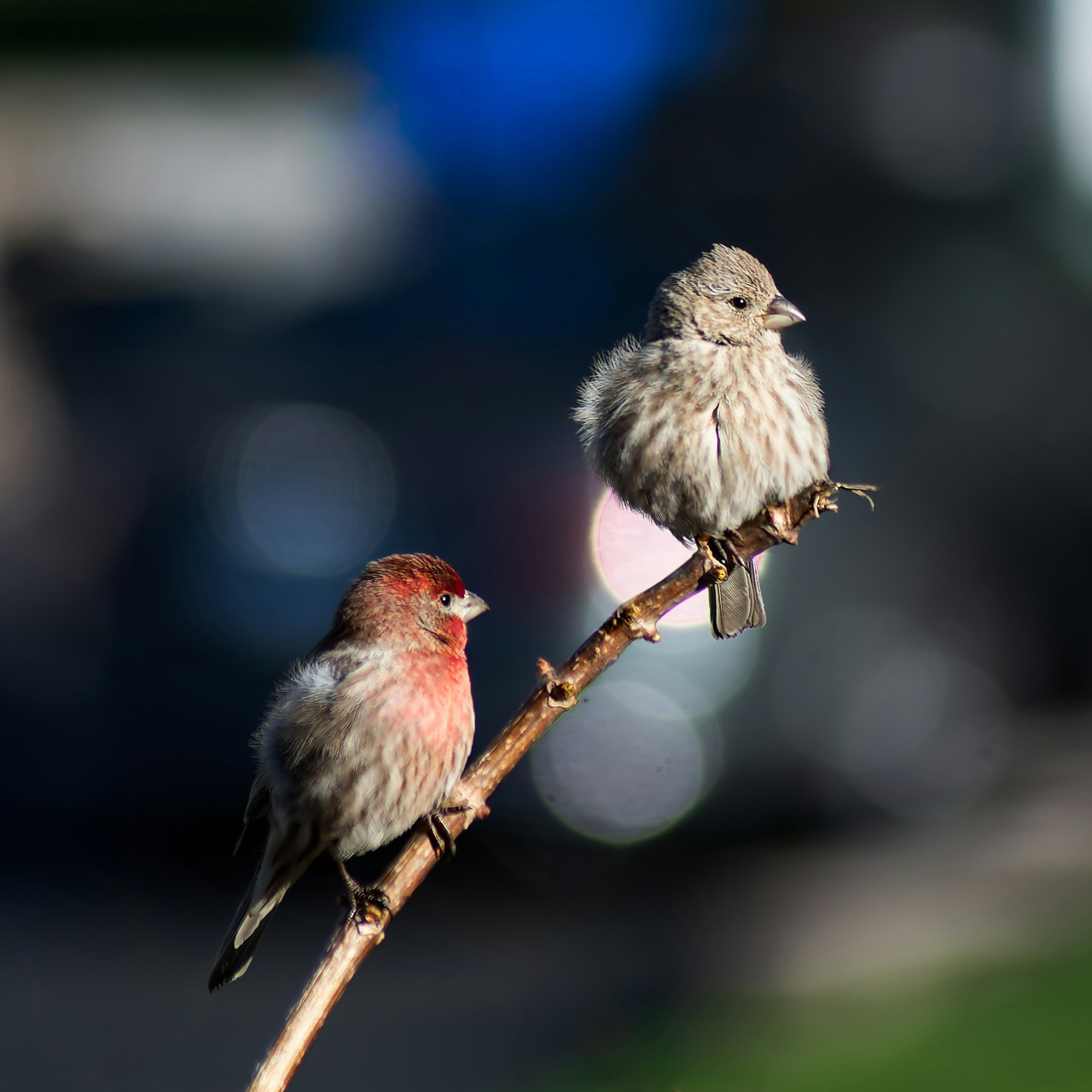 Avistaje de aves. Foto: Unsplash.