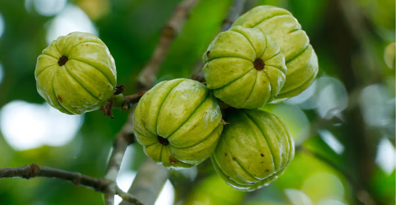 Garcinia Cambogia. Foto: Gentileza Q77+.