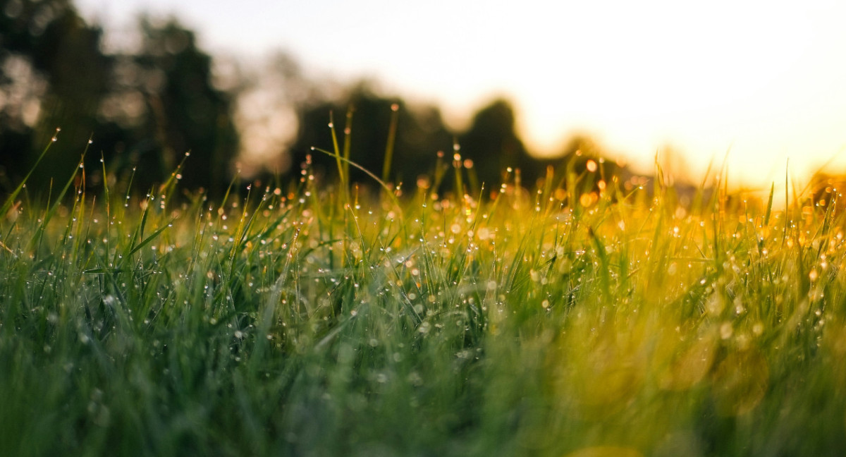 Césped; pasto; maleza. Foto: Unsplash