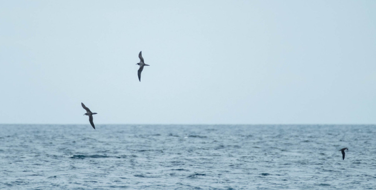 Petrel ecuatoriano (pterodroma phaeopygia). Foto: ArgentiNat.