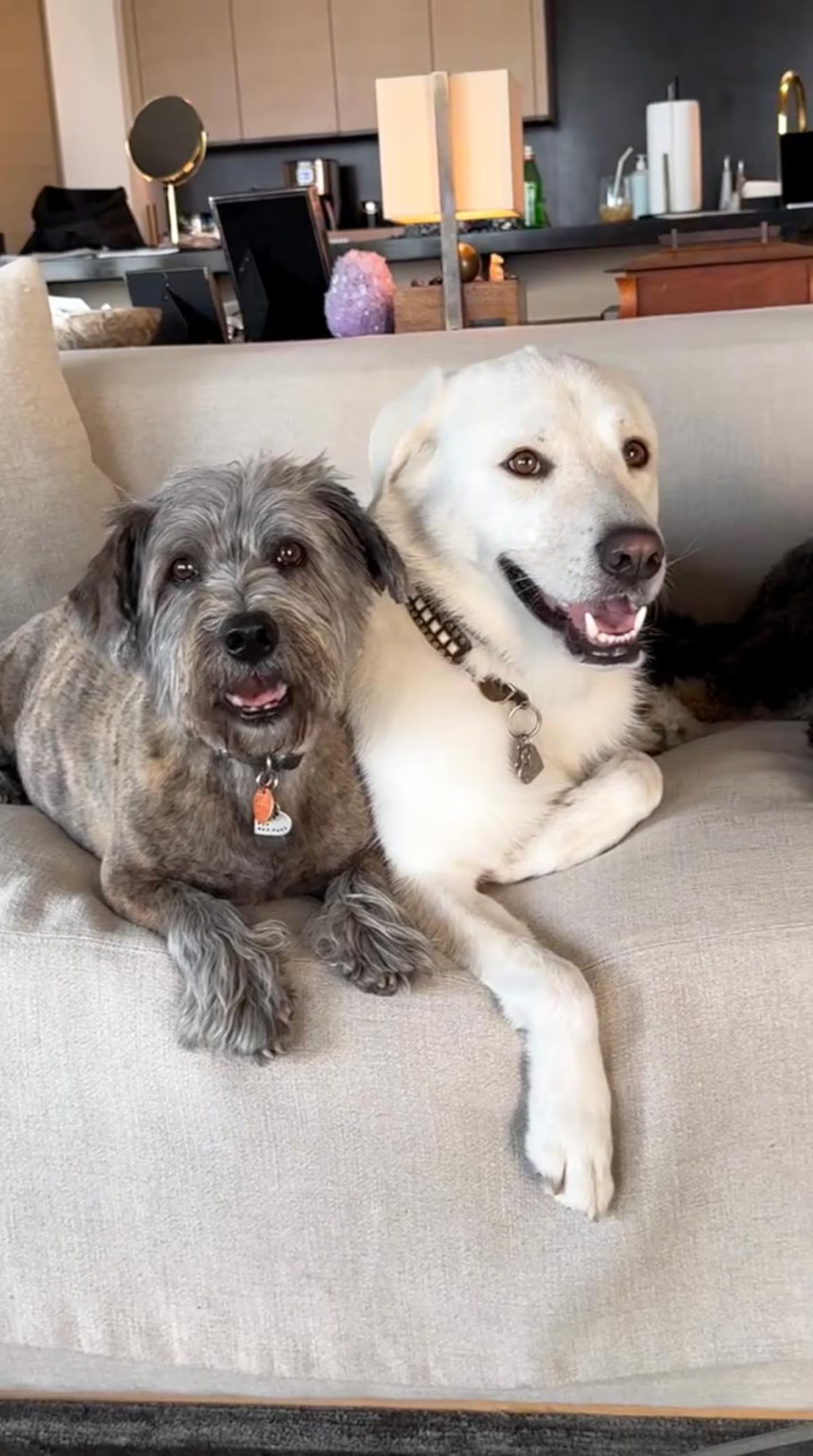 Las mascotas de Jennifer Aniston. Foto: Instagram.