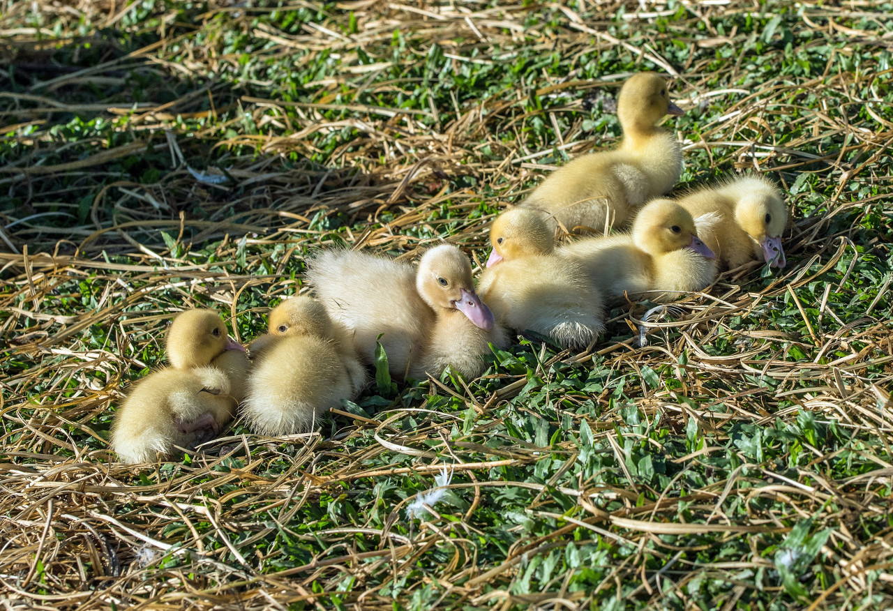 Patos. Foto: Unsplash.