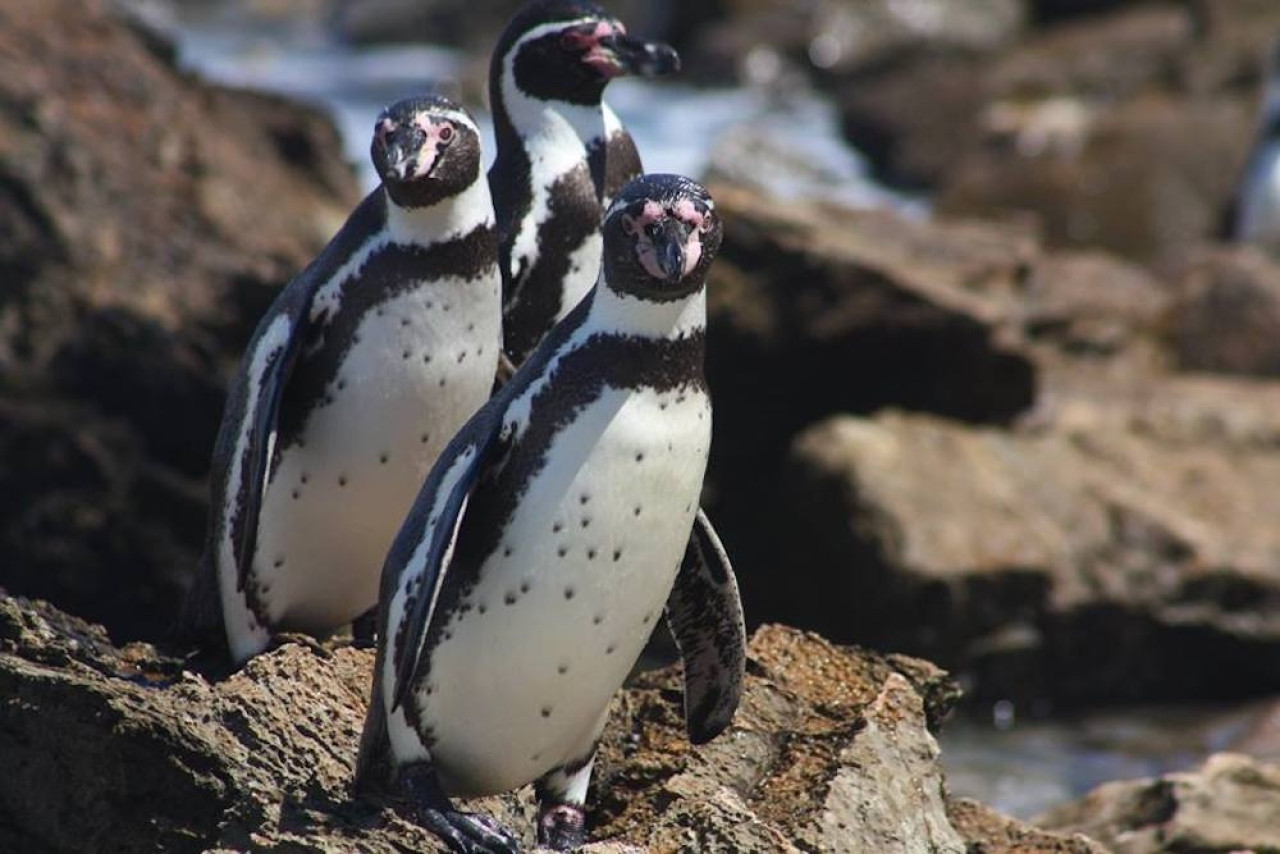 Pingüino Humboldt. Fuente: EFE