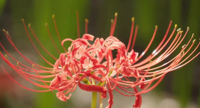 Millones de lirios arañas florecieron en Japón. Foto: Captura de video/Viory.