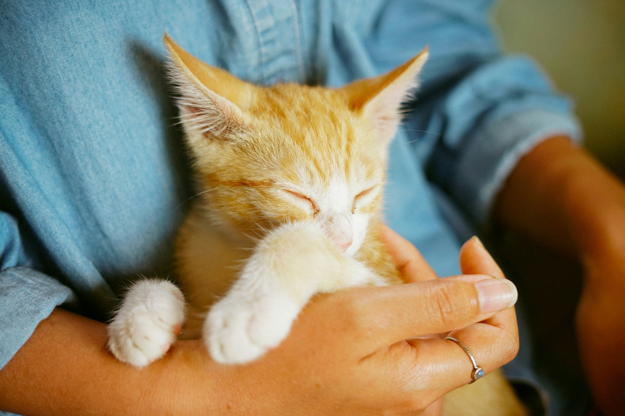 Gato; felino; mascota. Foto: Unsplash.