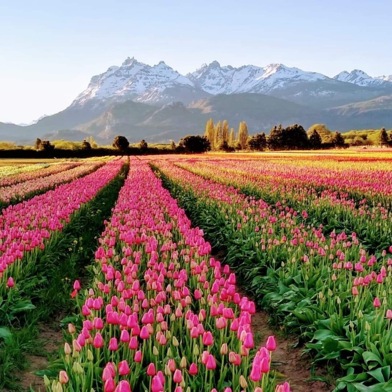 Campo de tulipanes en Trevelin. Foto: X RespiraArg.