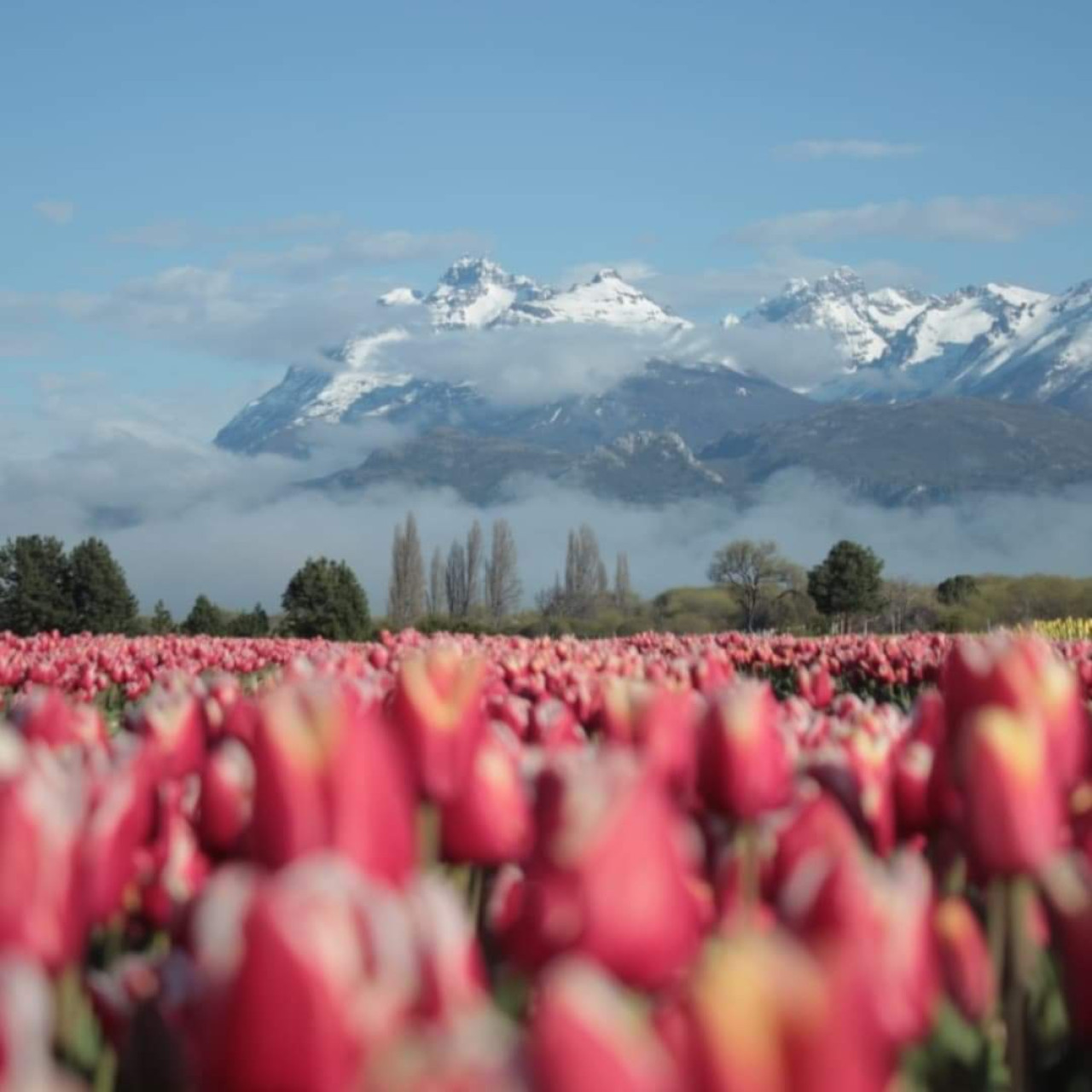 Campo de tulipanes en Trevelin. Foto: X RespiraArg.