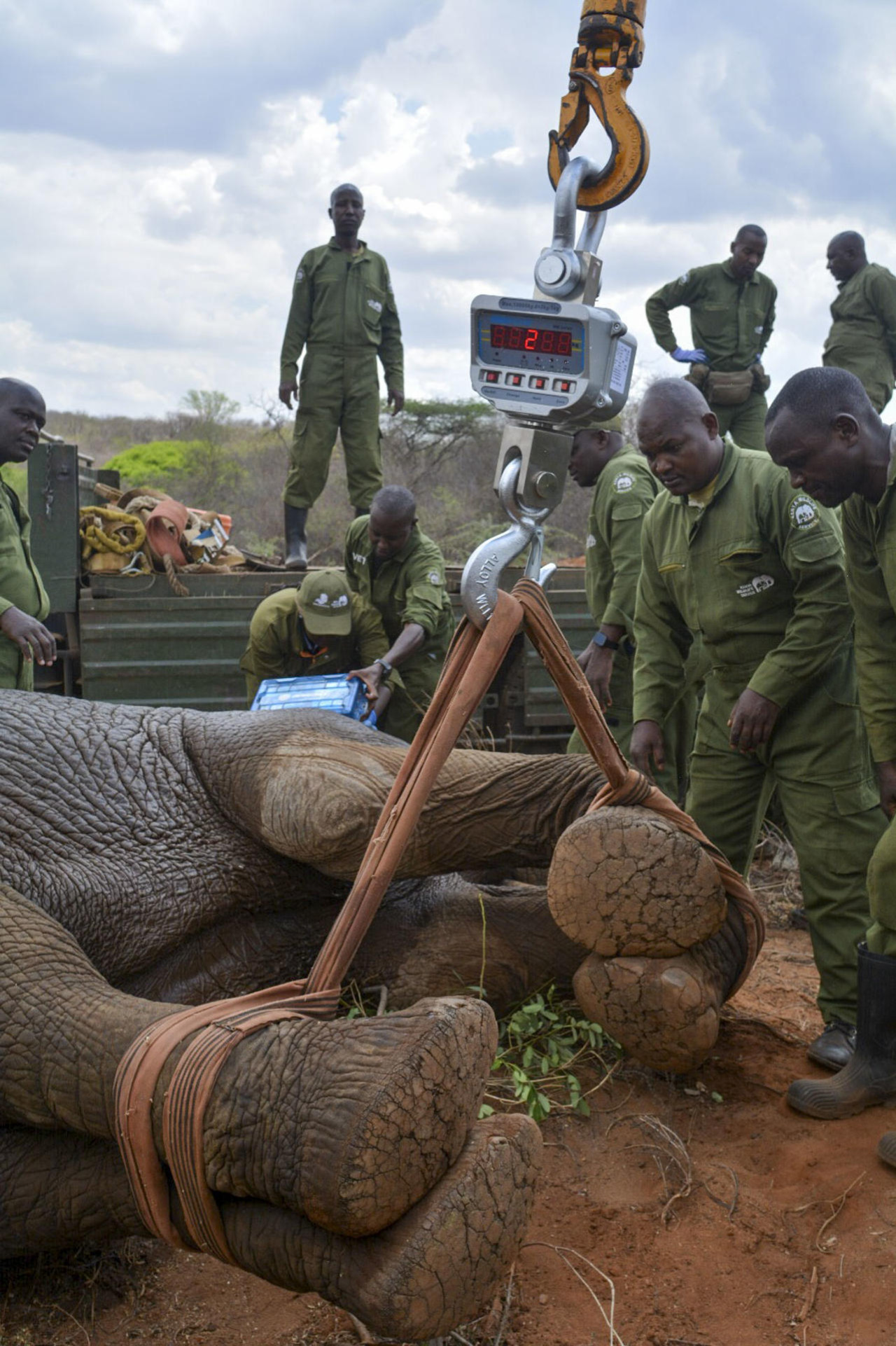 Kenia traslada 50 elefantes entre parques para mejorar la coexistencia entre el hombre y la fauna. Foto: EFE.