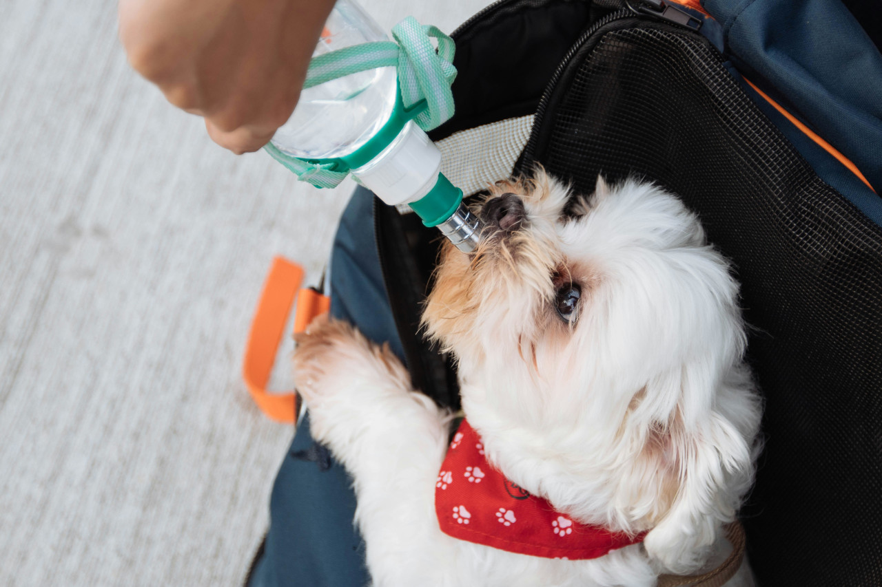 Perro, perros, mascota. Foto: Unsplash