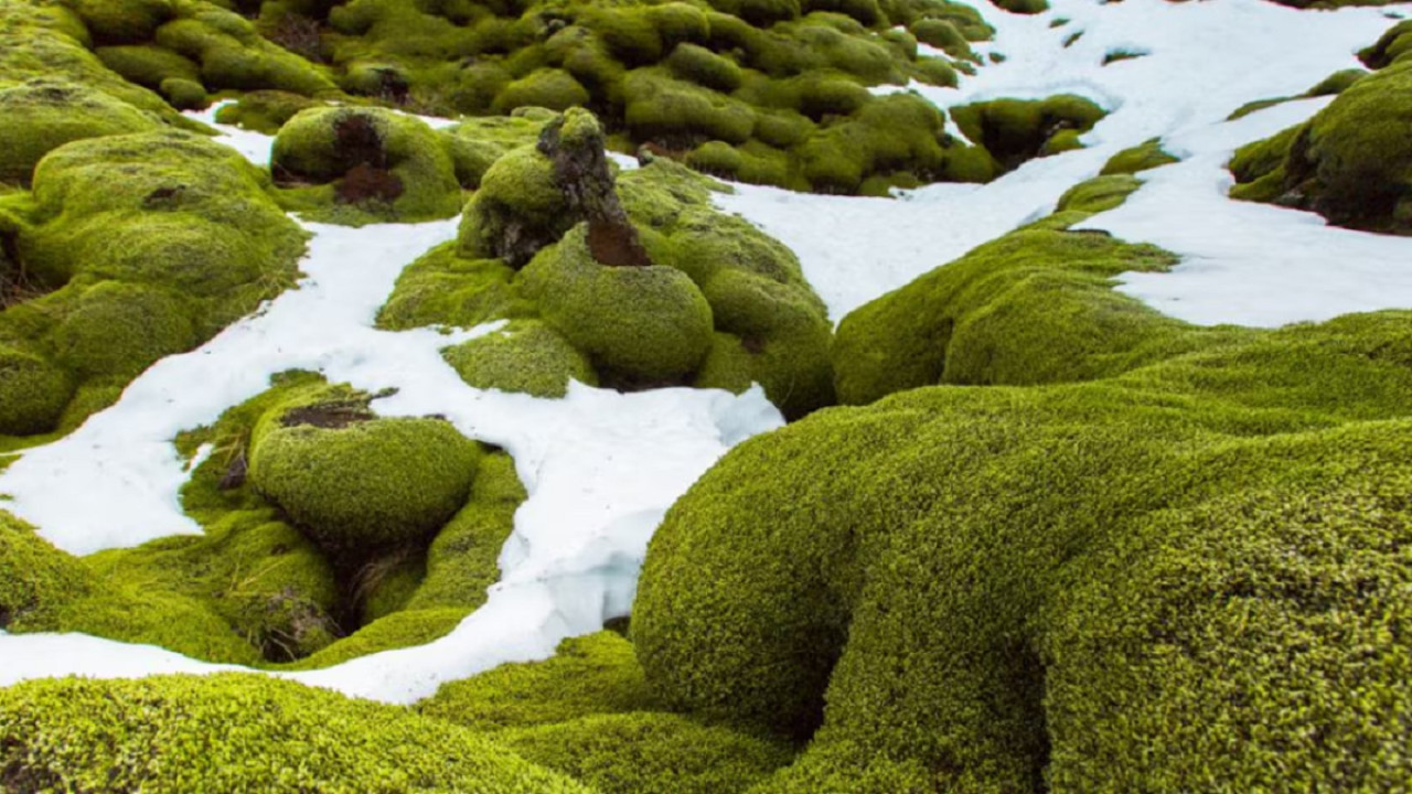 La Antártida se está volviendo "verde". Foto: Universidad de Exeter