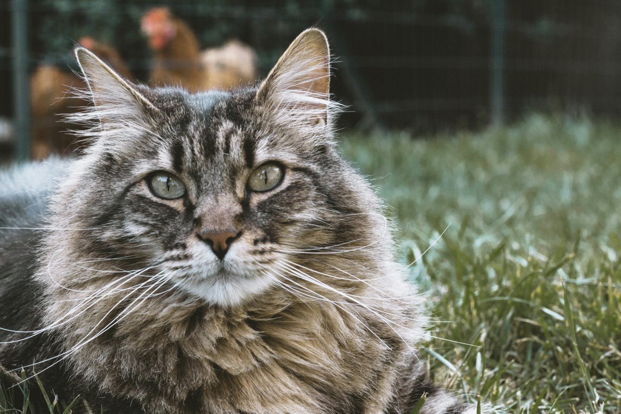 Gatos siberianos. Foto: Unsplash.