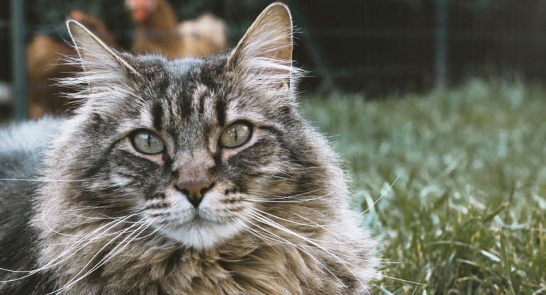 Gatos siberianos. Foto: Unsplash.