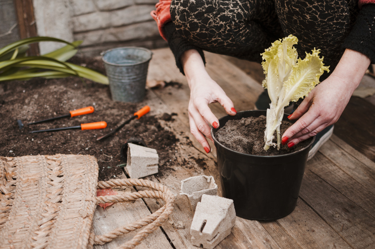 Plantas. Foto: Freepik