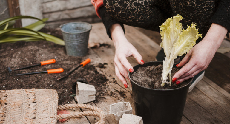 Plantas. Foto: Freepik