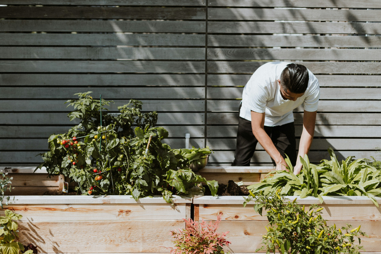 Plantas. Foto: Unsplash