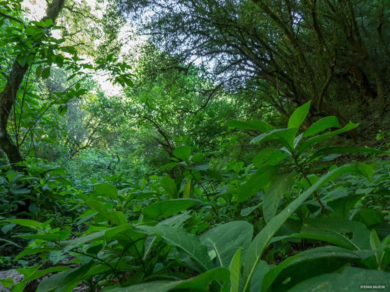 Bosque de Arrayanes, Catamarca. Foto: Geografía de Catamarca.