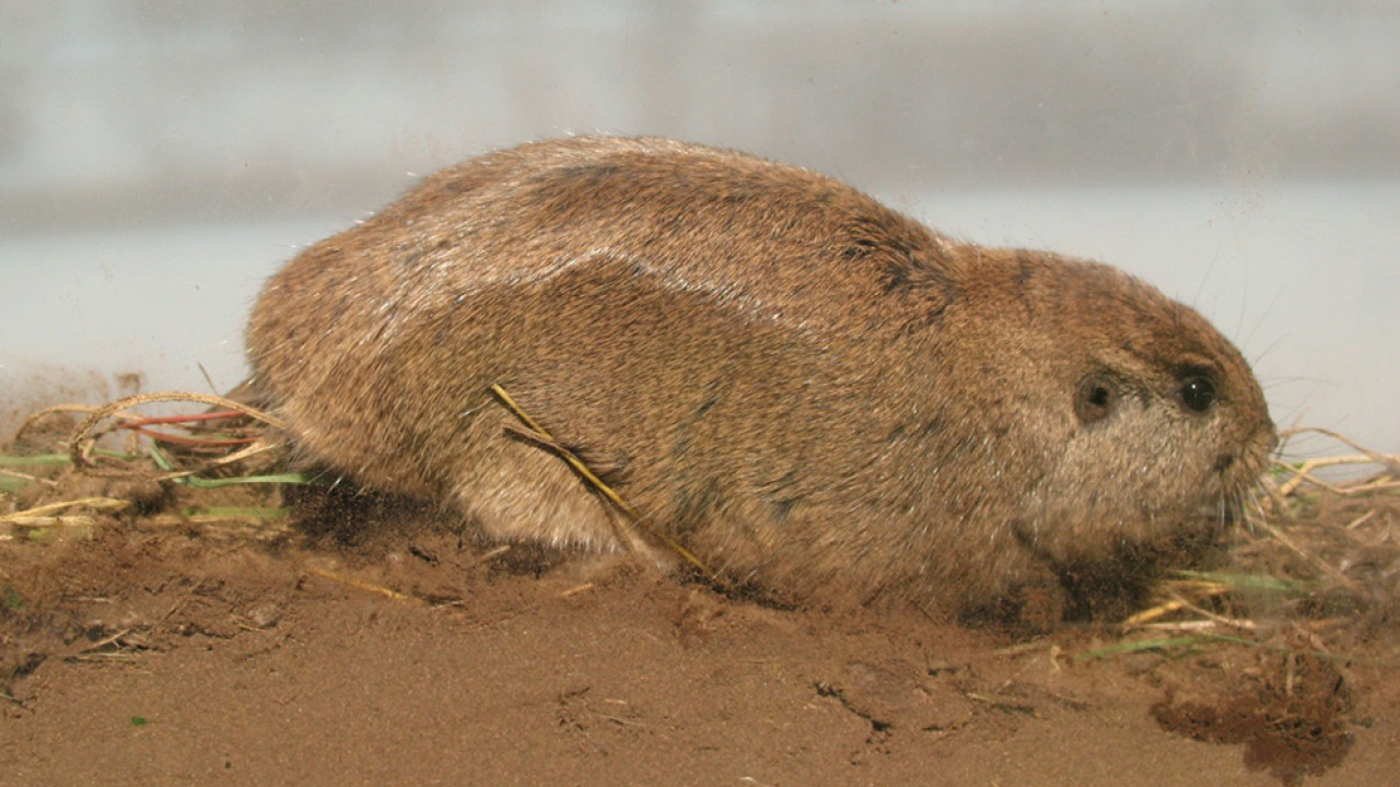 Roedor tuco-tuco Ctenomys Uco. Foto: Conicet.