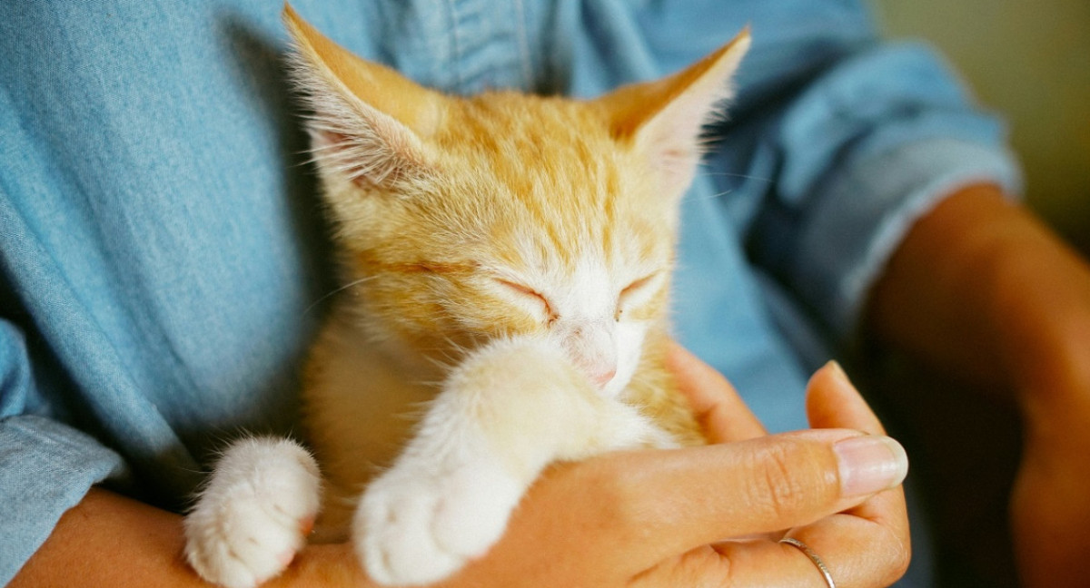 Gatos; felinos; mascotas. Foto: Unsplash.