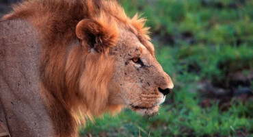 Leones de Kenia. Fuente: x /@NatGeo_la