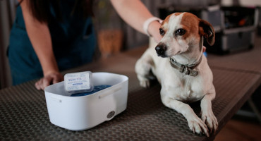 Crean una vacuna reversible para perros castrados. Foto: Reuters.