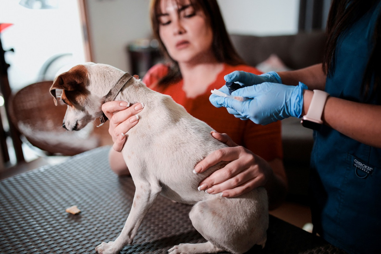 Crean una vacuna reversible para perros castrados. Foto: Reuters.