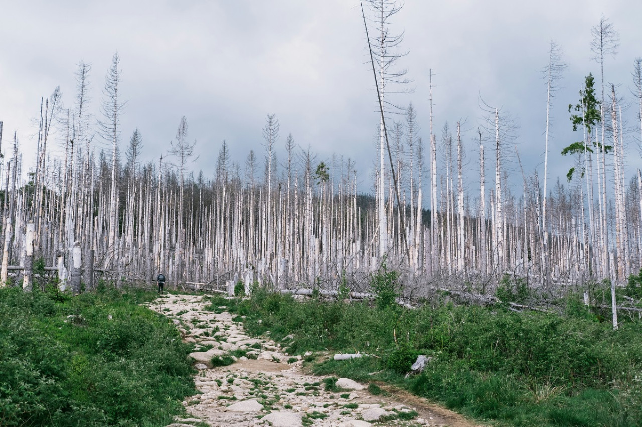 Deforestación en Harz, Alemania. Foto: Unsplash.