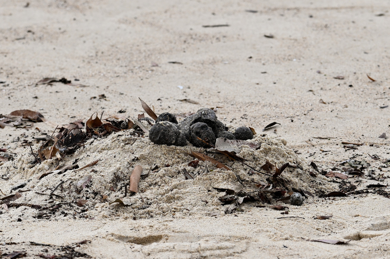 Playas cerradas en Sidney. Fuente: EFE