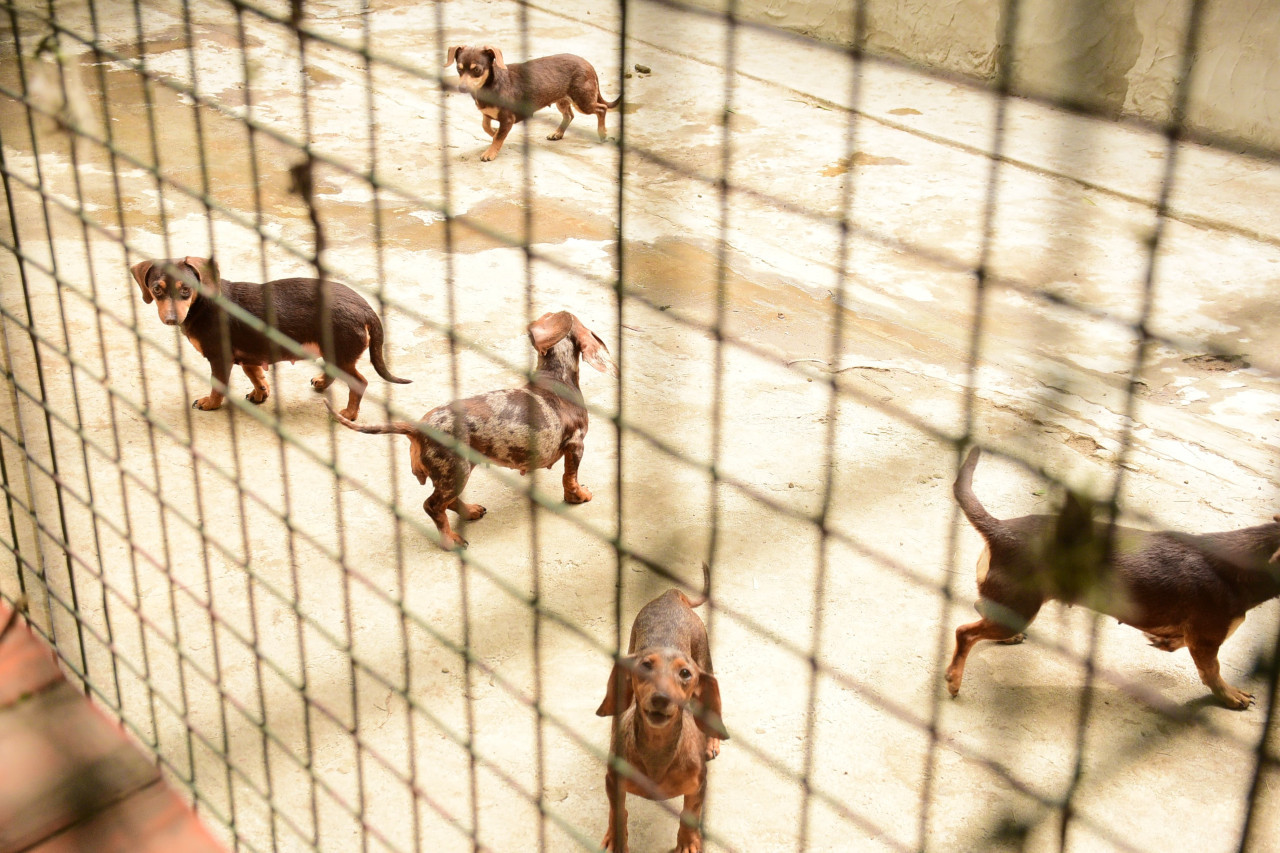 Más de sesenta perros que sufrían maltrato animal, fueron liberados tras un allanamiento en la ciudad de Tortuguitas