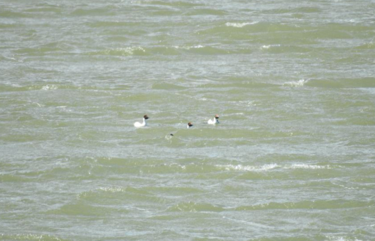 Macá Tobiano, ave en peligro de extinción. Foto: Noticias Ambientales.