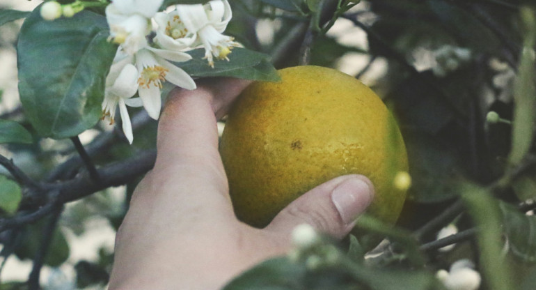 Limonero. Foto: Unsplash