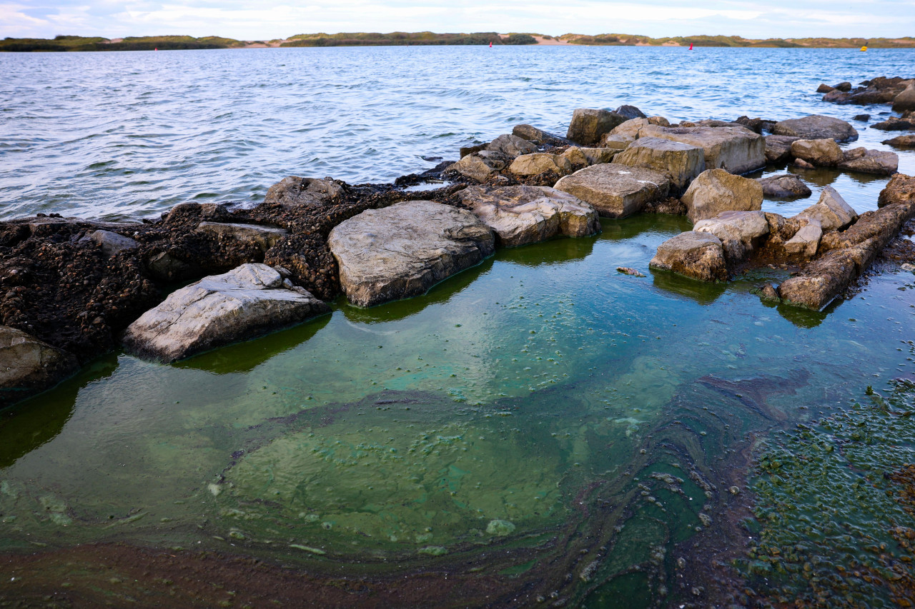 Brote de algas tóxicas obliga al cierre de un lago cerca de Liverpool. Fuente: EFE