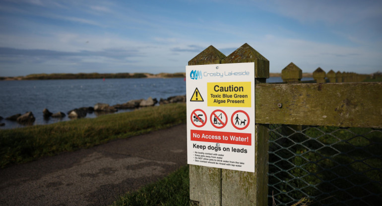 Brote de algas tóxicas obliga al cierre de un lago cerca de Liverpool. Fuente: EFE