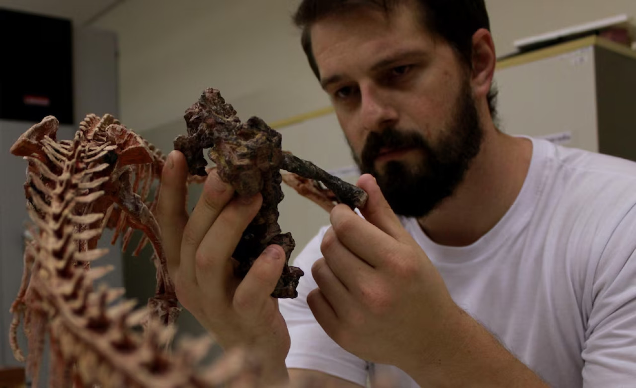 Fósil de "Gondwanax paraisensis". Foto: Universidad Federal de Santa María