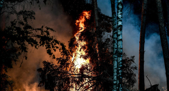 Incendios forestales. Foto: EFE.