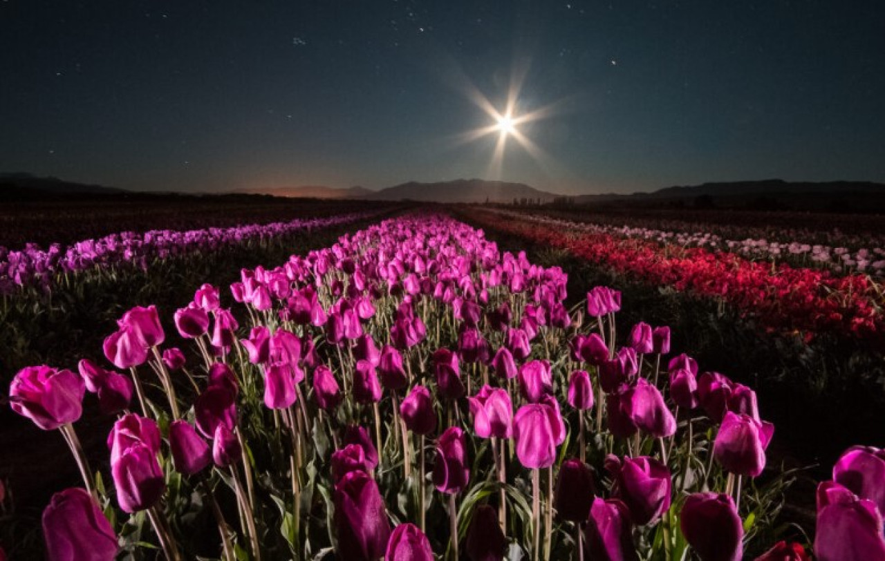 El Campo de Tulipanes en la Patagonia. Foto: Turismo Trevelin