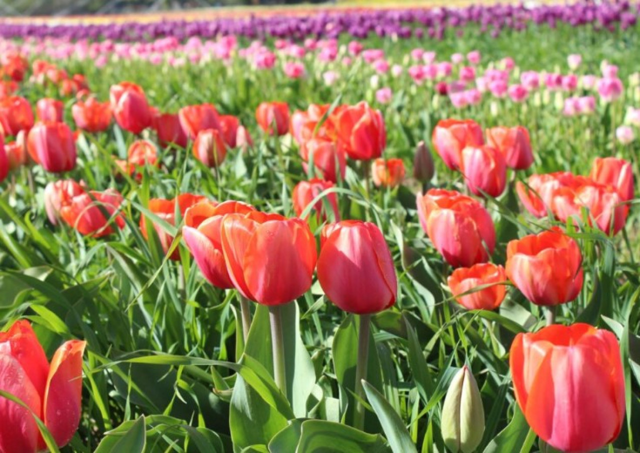 El Campo de Tulipanes en la Patagonia. Foto: Turismo Trevelin