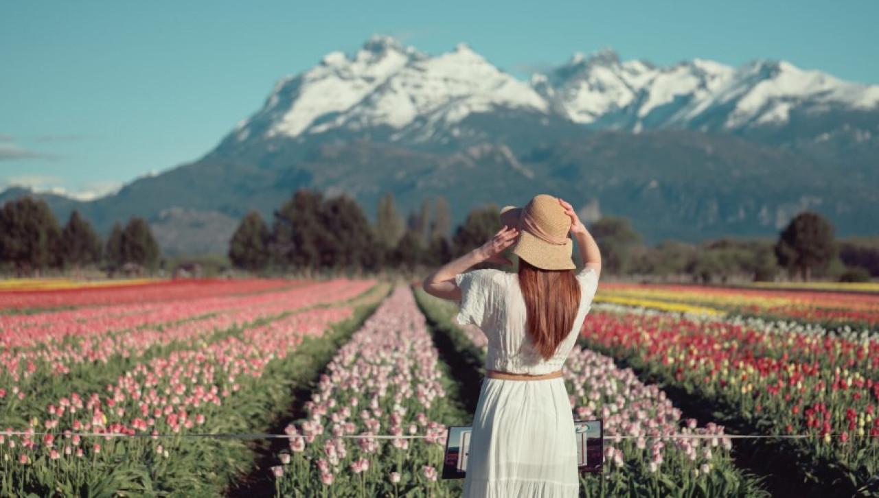 El Campo de Tulipanes en la Patagonia. Foto: Turismo Trevelin