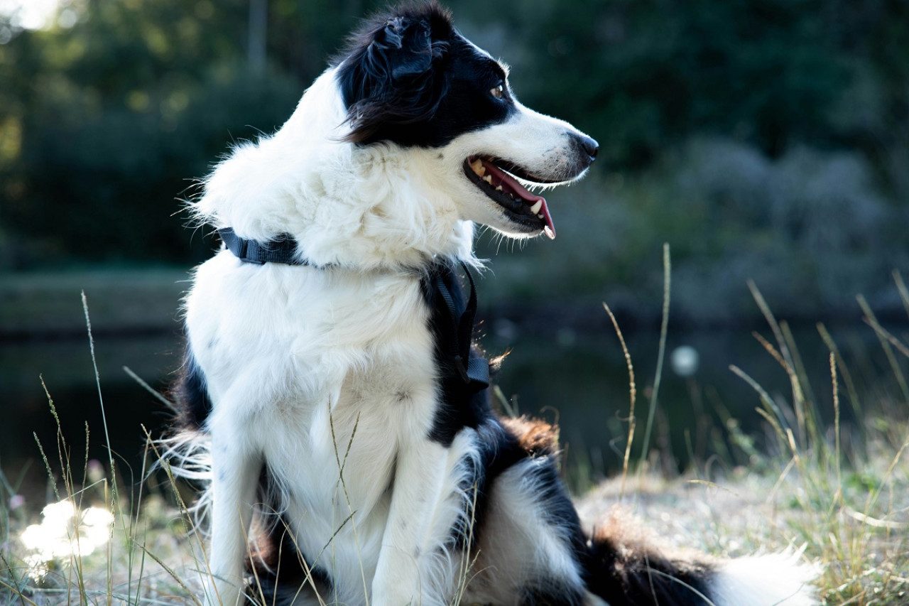 Border Collie; perro; mascota. Foto: Unsplash.