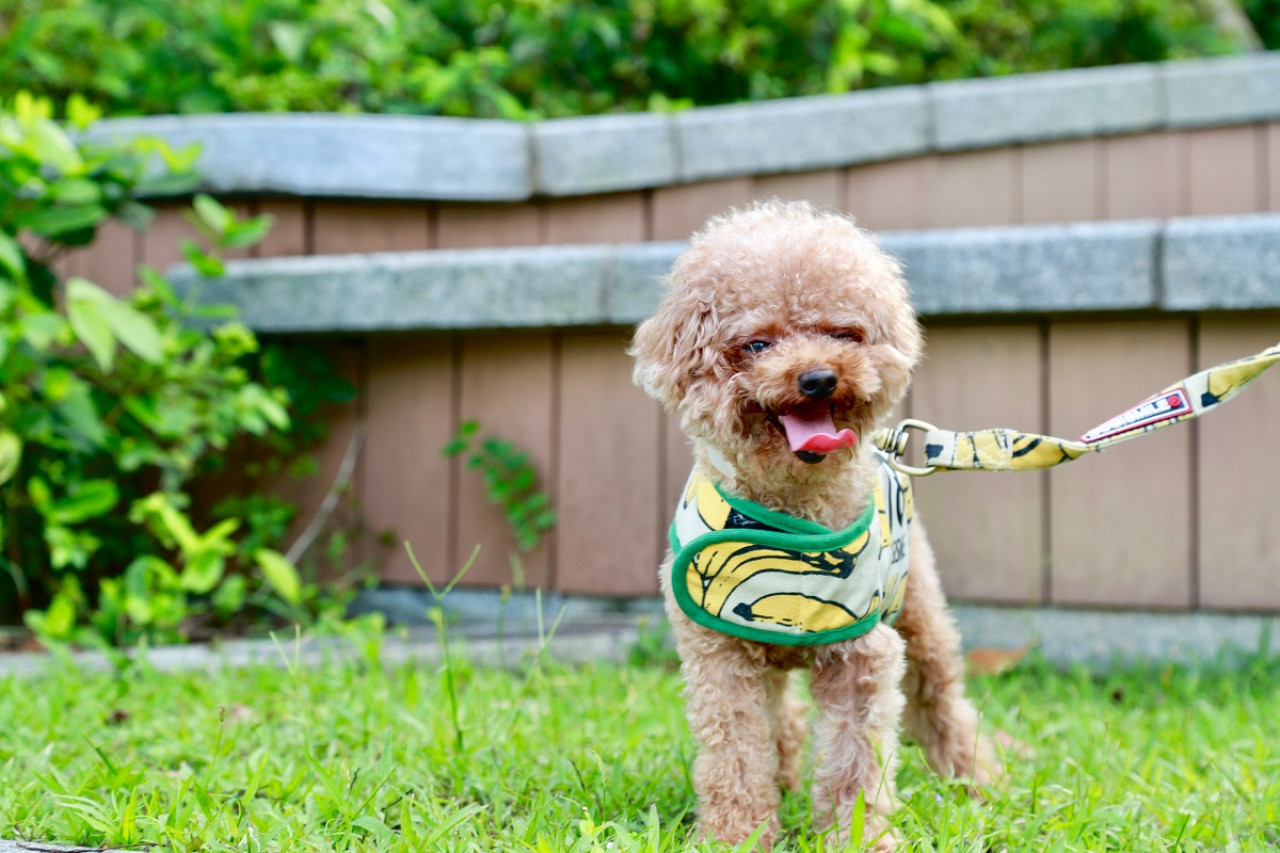 Poodle; perro; mascota. Foto: Unsplash.