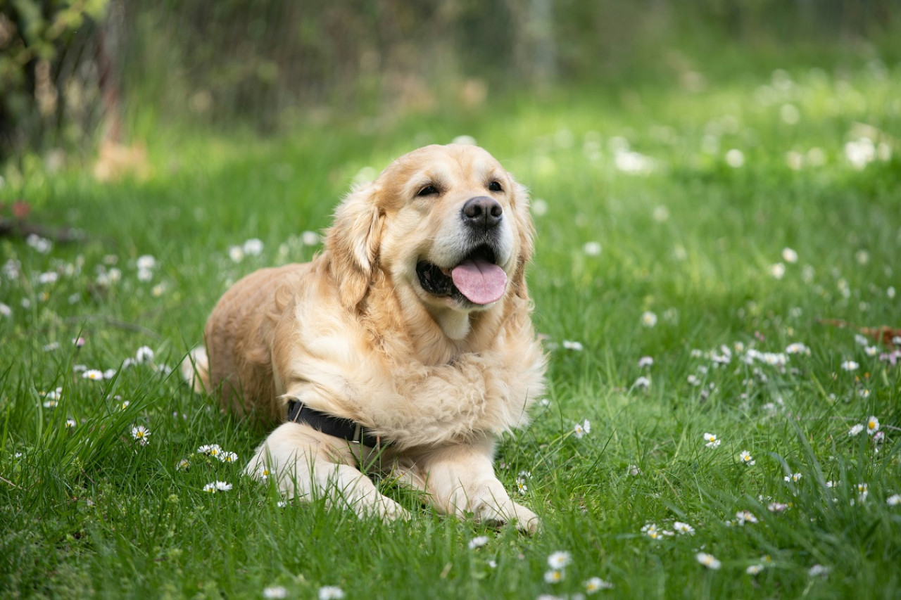 Goldel Retriever; perro; mascota. Foto: Unsplash.