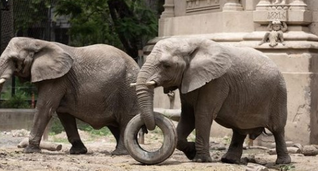 Murió Kuki, una de las elefantas del EcoParque de Buenos Aires. Foto: EcoParque