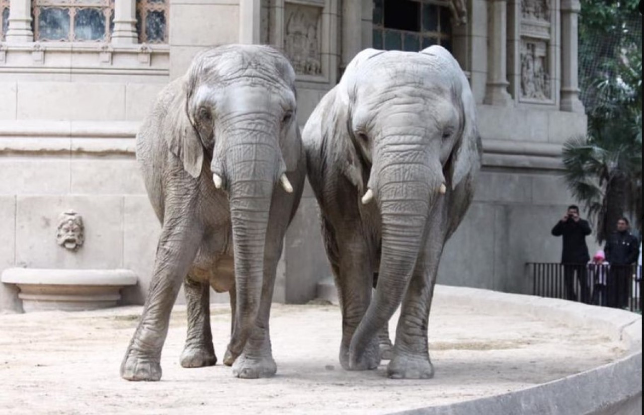 Murió Kuki, una de las elefantas del EcoParque de Buenos Aires. Foto:X